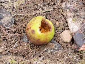 Agricultura Familiar